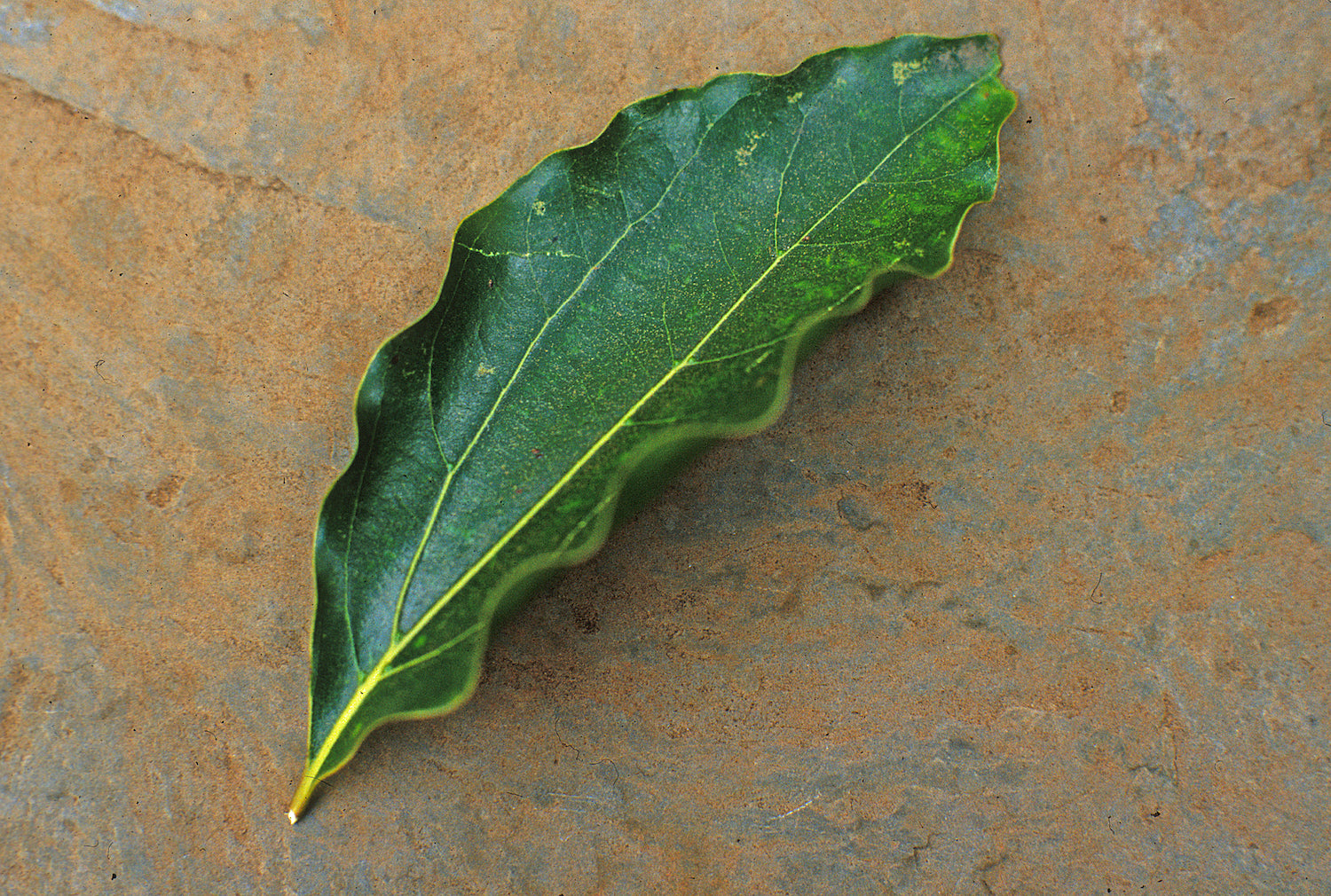 Ravintsara, Organic