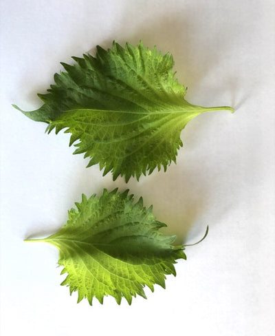 Shiso Leaf