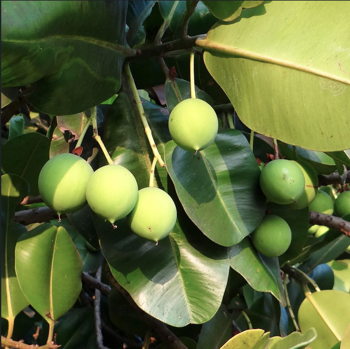 Tamanu, Organic