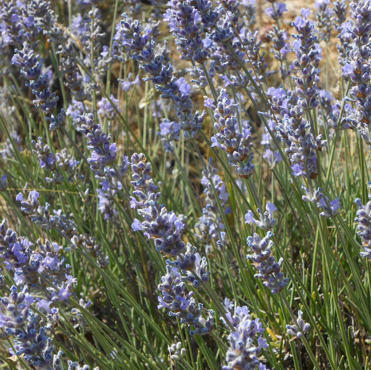 Lavender, Wild - SIMPLES (1400 meters)