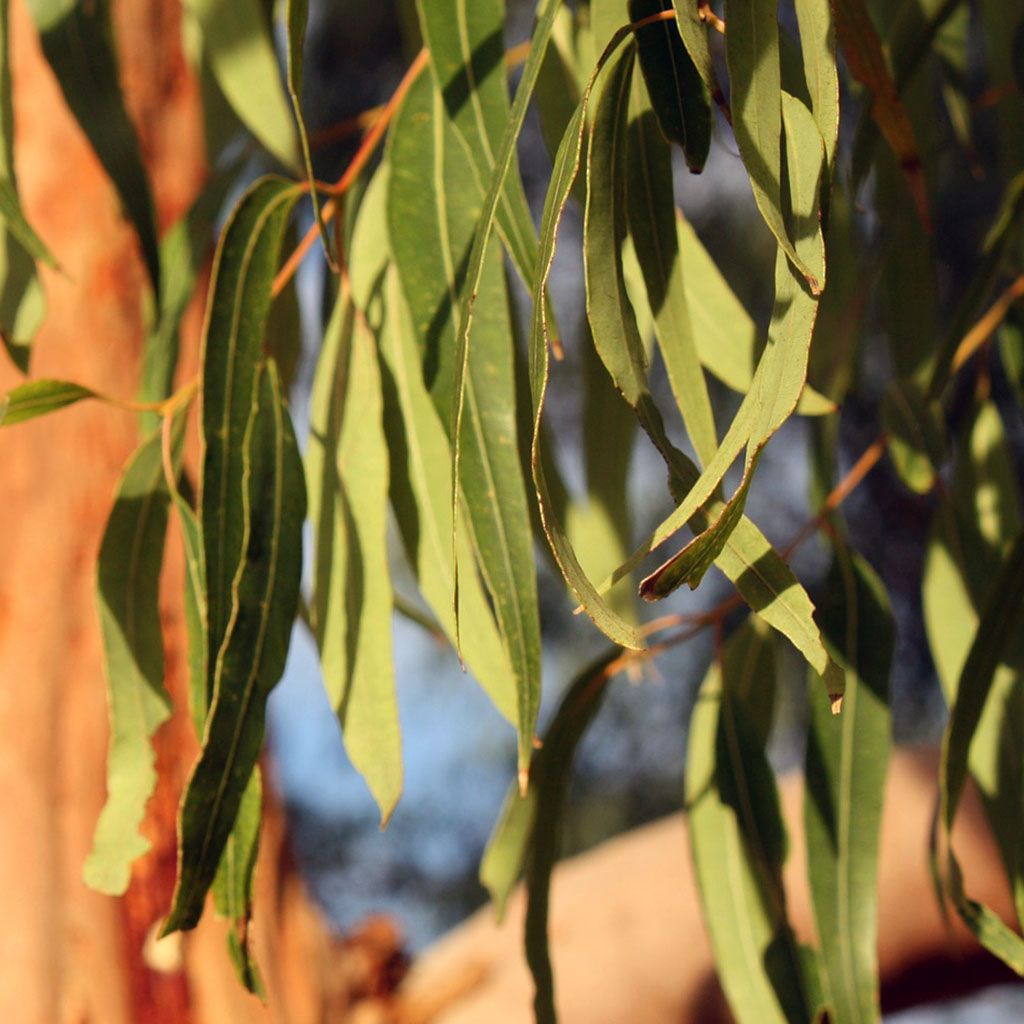 Eucalyptus Citriodora, Organic