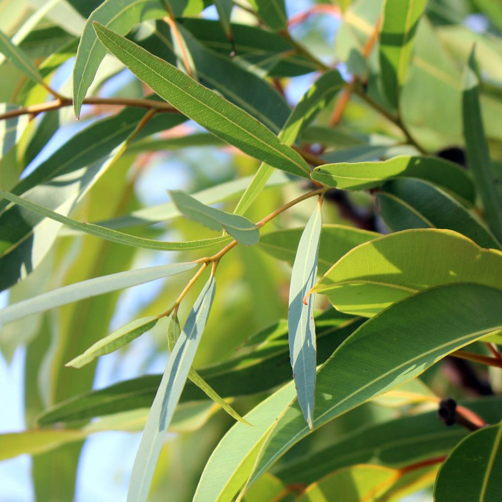 Eucalyptus Globulus, Organic