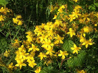 St. Johnswort SIMPLES