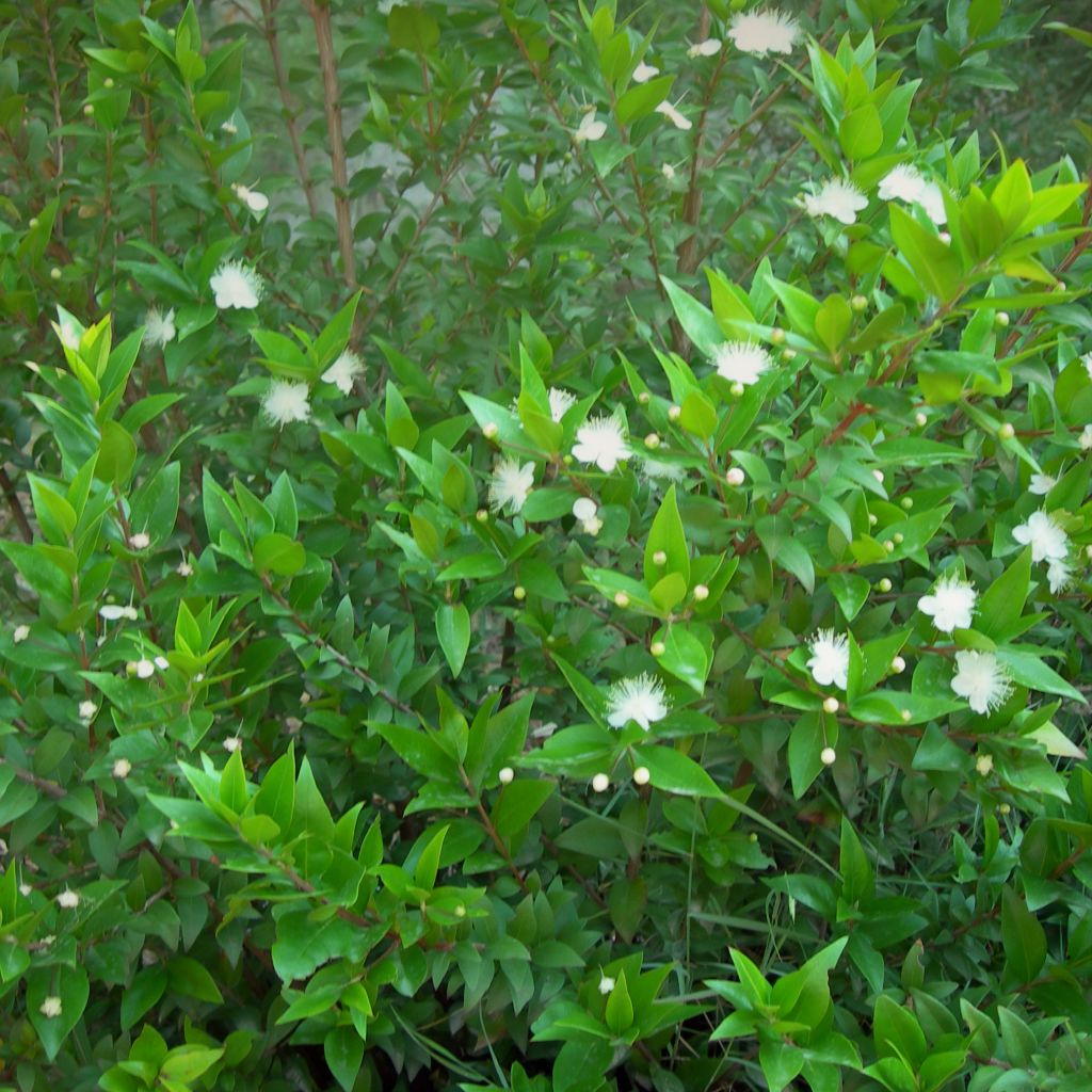 Myrtle, Green (Corsica), Organic