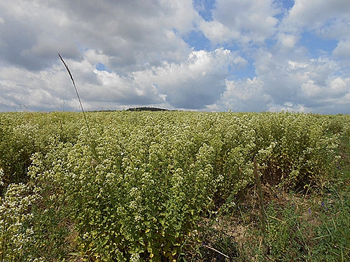 Oregano