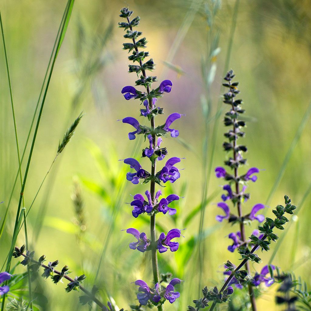 Clary Sage, Organic