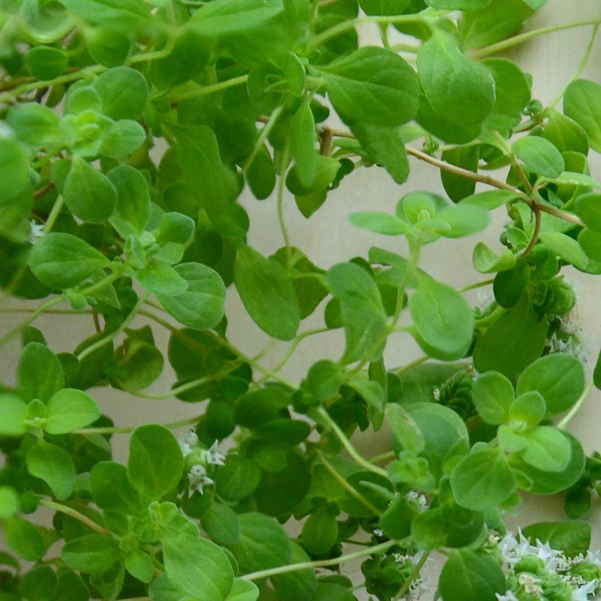 Marjoram true