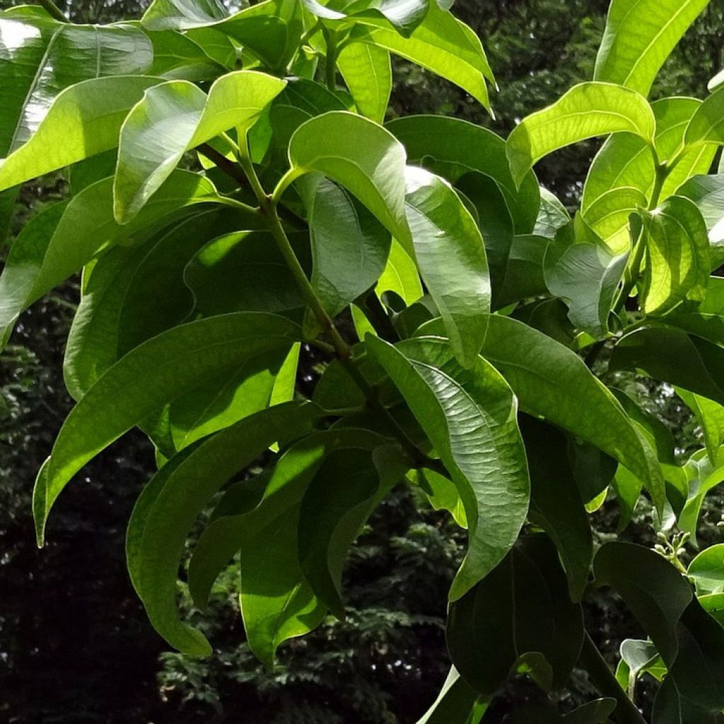 Cinnamon Leaf, Organic