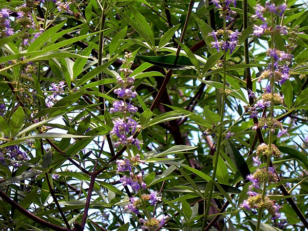 Vitex, Organic