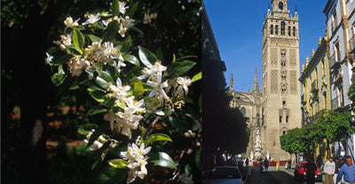 Neroli, Spain (Seville)