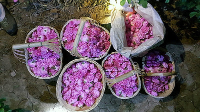 Rose Damascena Essential Oil (Rose Otto)