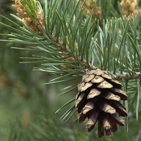 Pine, Common (Scots) SIMPLES