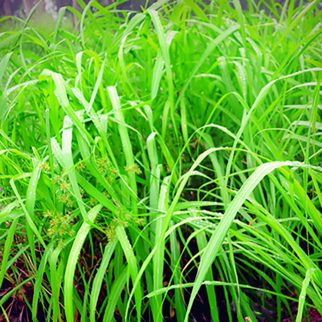 Citronella (Java), Organic