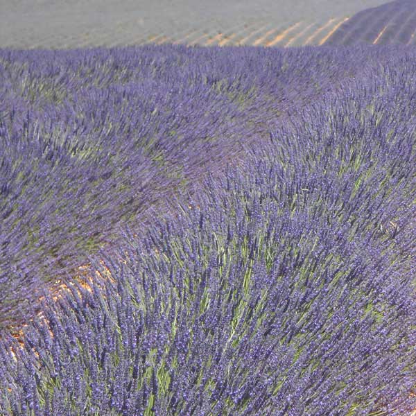 Lavender Maillette, Organic