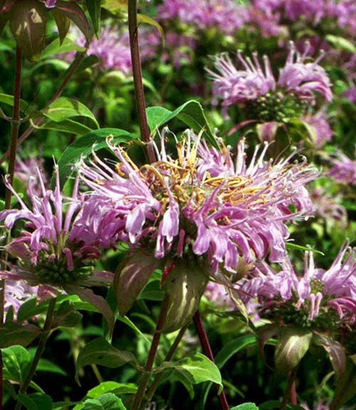 Monarda