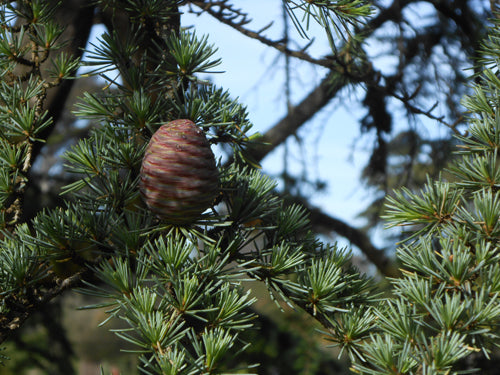 Atlas Cedar (Provence), SIMPLES