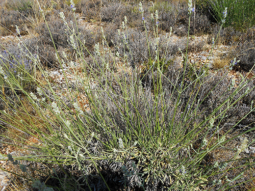 Spike Lavender, WILD