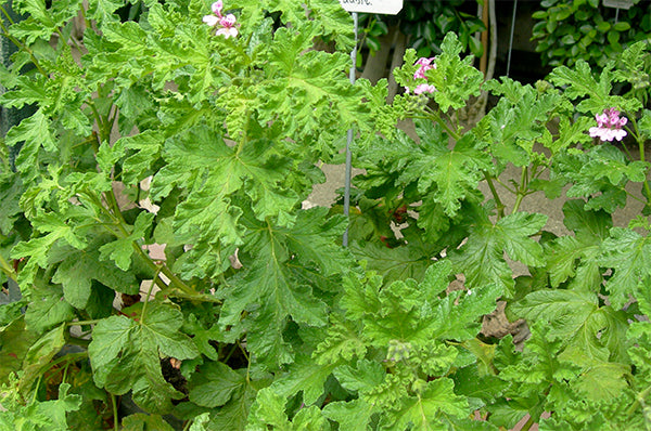 Geranium, Rose Geranium, Organic