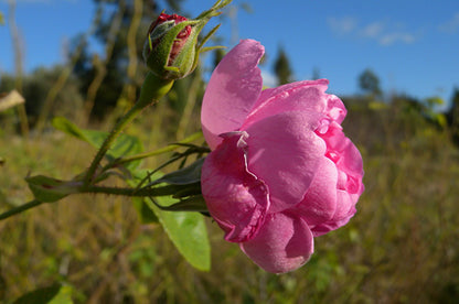 Rose Damascena Absolute