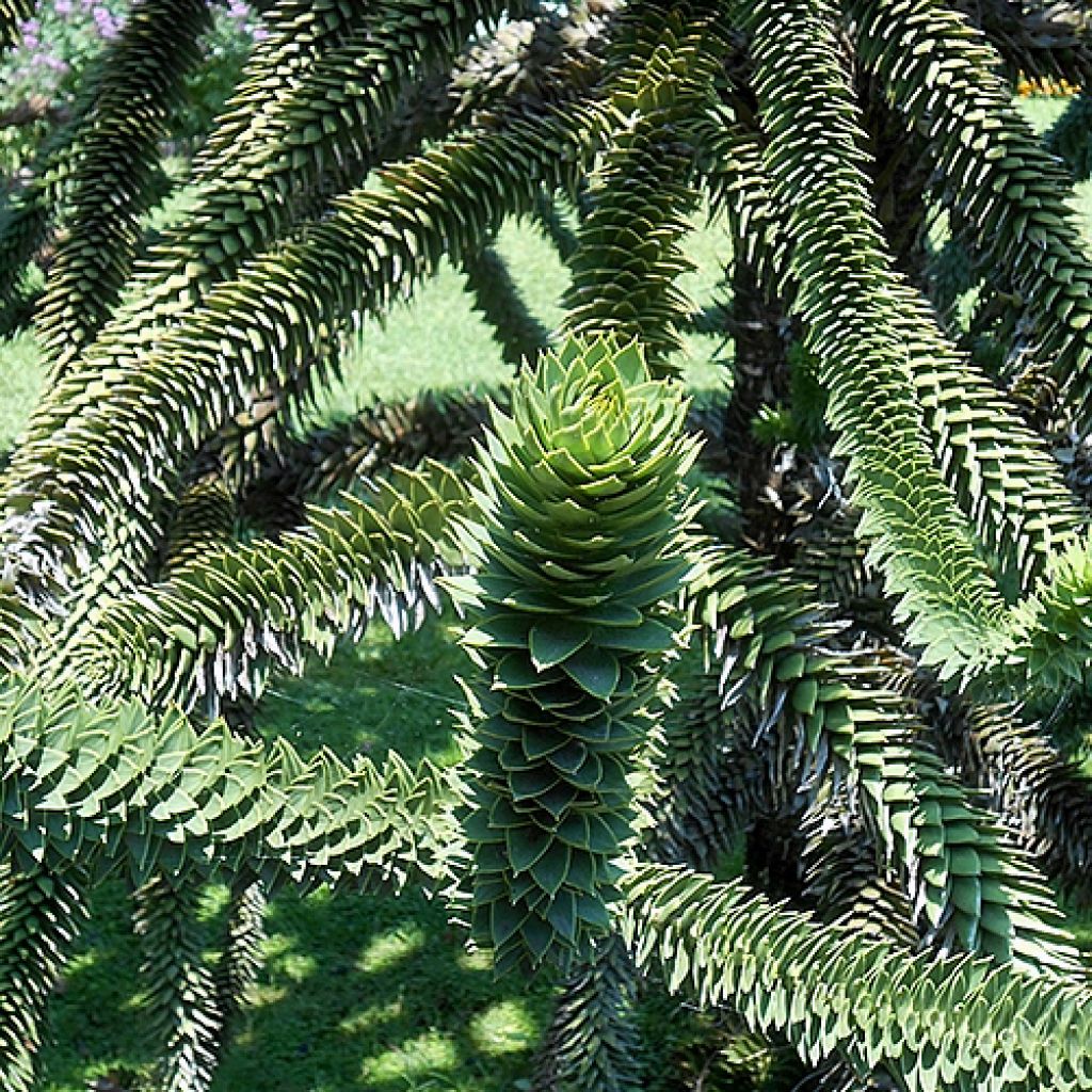 Araucaria