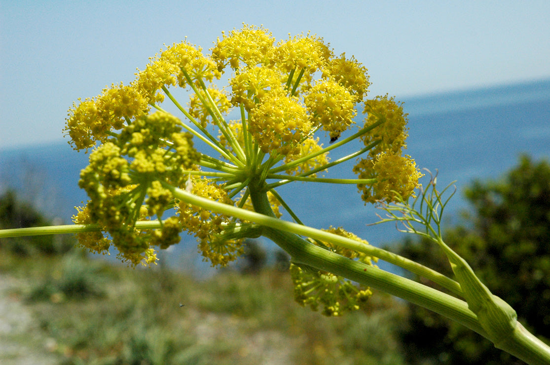 Galbanum Distilled