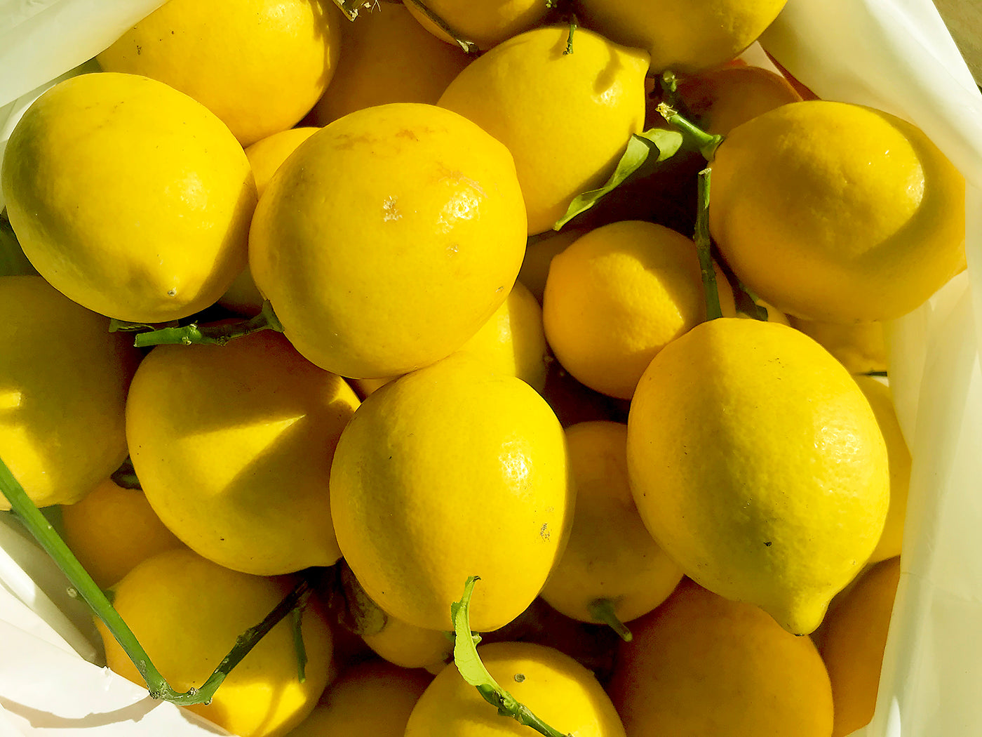 Lemon Conventional