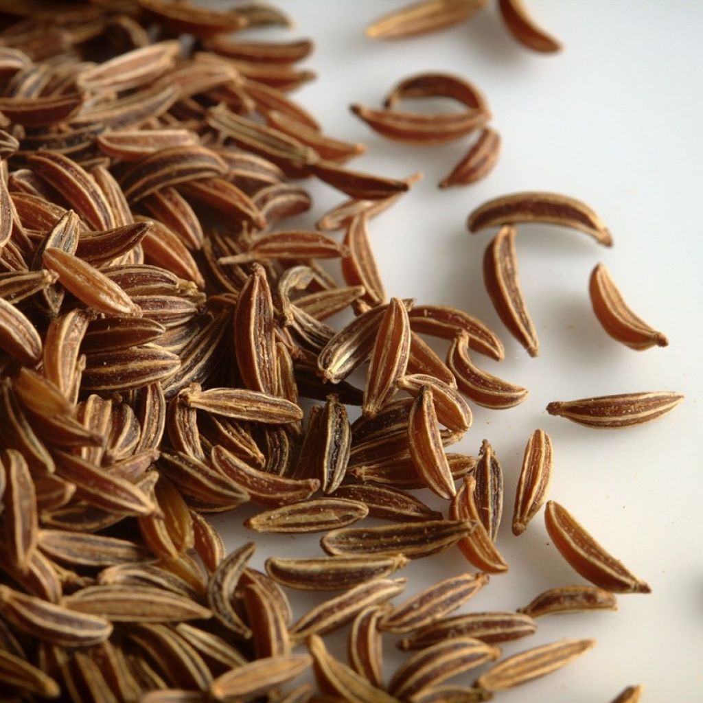 Caraway Seed, Organic
