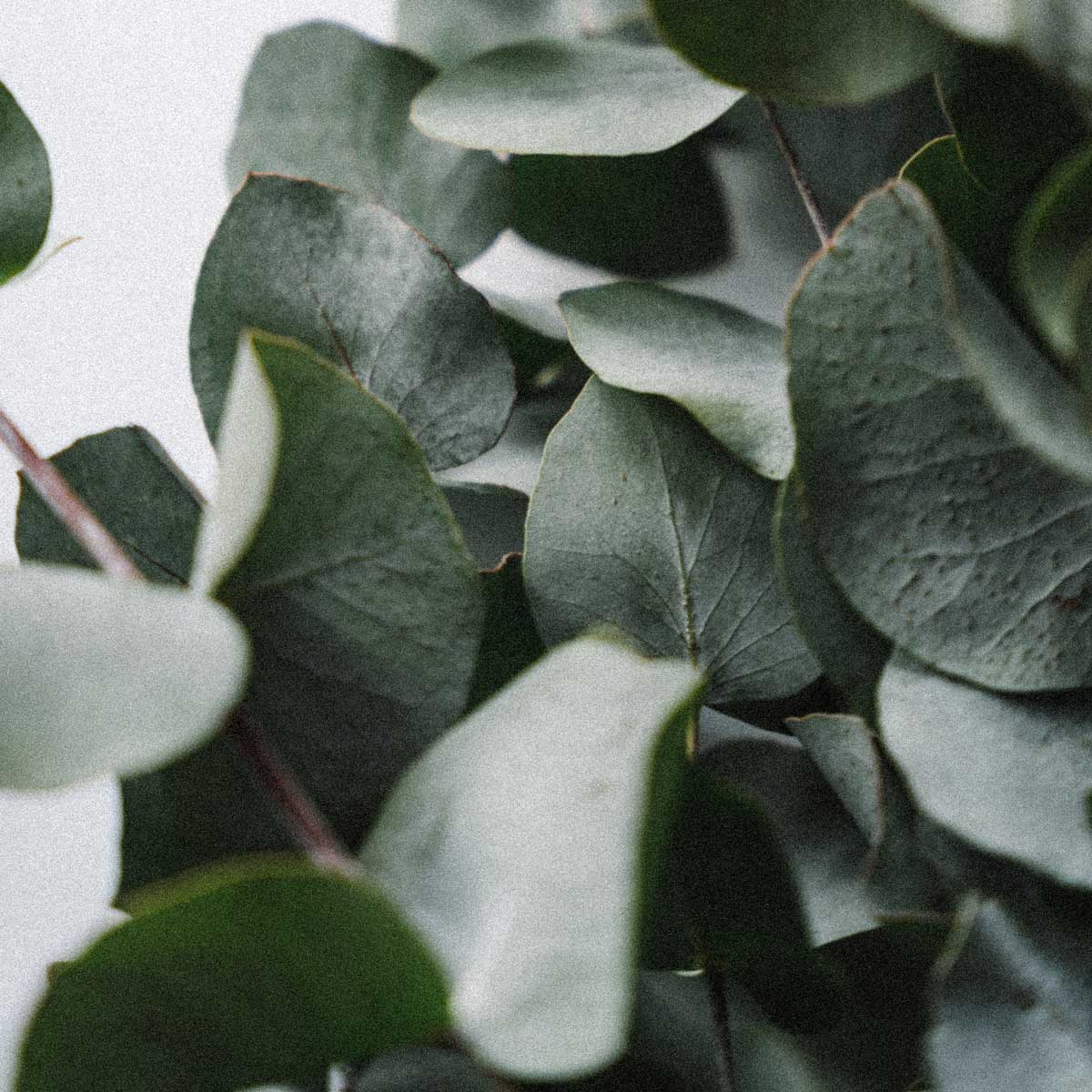 Eucalyptus Radiata, Organic