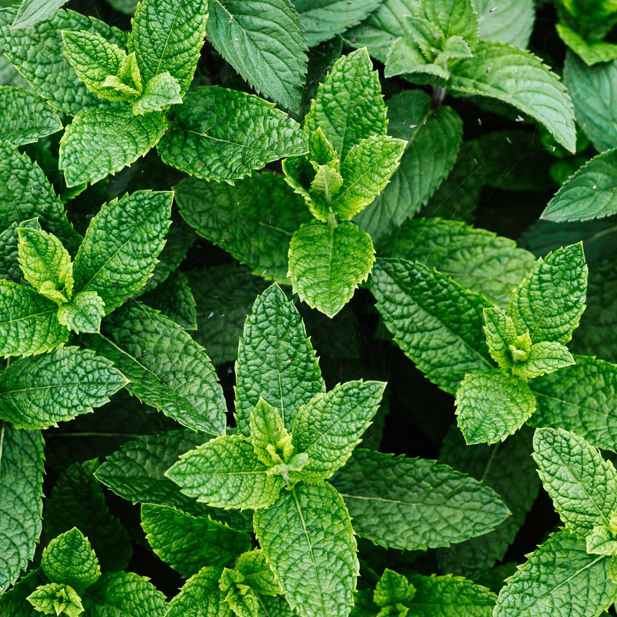 Peppermint, Organic – Original Swiss Aromatics