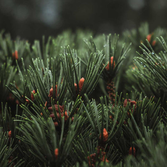 Pine, Common (Scots), Organic